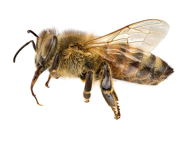 Bees